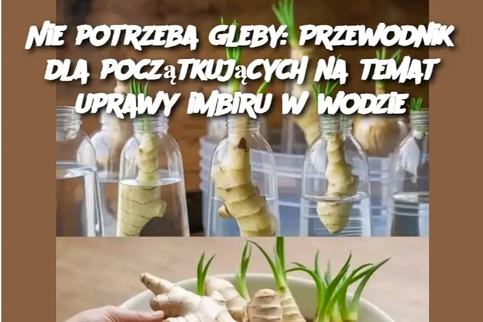 Nie potrzeba gleby: Przewodnik dla początkujących na temat uprawy imbiru w wodzie