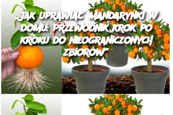 „Jak uprawiać mandarynki w domu: Przewodnik krok po kroku do nieograniczonych zbiorów”