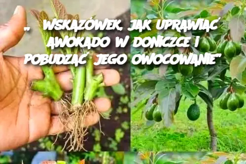 „6 wskazówek, jak uprawiać awokado w doniczce i pobudzać jego owocowanie”