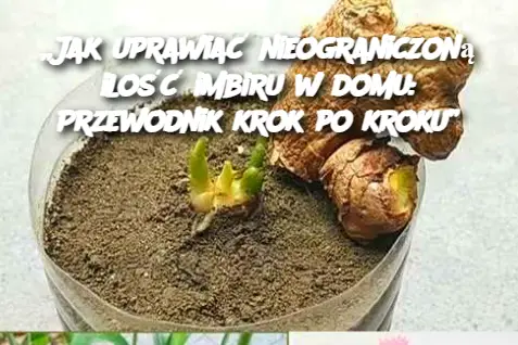 „Jak uprawiać nieograniczoną ilość imbiru w domu: Przewodnik krok po kroku”