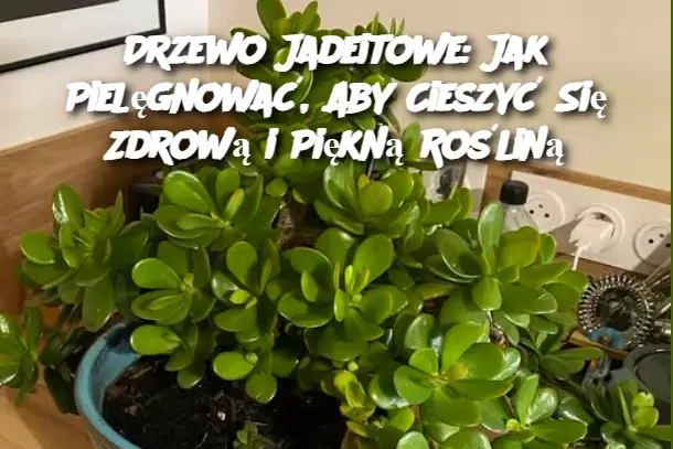 Drzewo Jadeitowe: Jak Pielęgnować, Aby Cieszyć Się Zdrową i Piękną Rośliną