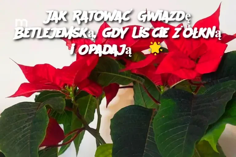 Jak Ratować Gwiazdę Betlejemską, gdy Liście Żółkną i Opadają?