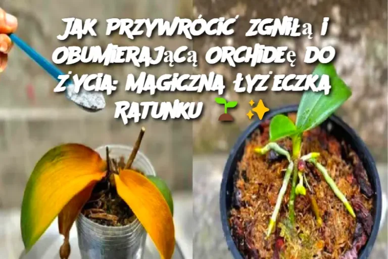 Jak Przywrócić Zgniłą i Obumierającą Orchideę do Życia: Magiczna Łyżeczka Ratunku