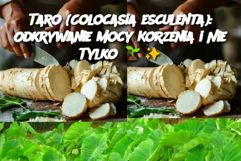 Taro (Colocasia esculenta): Odkrywanie Mocy Korzenia i Nie Tylko