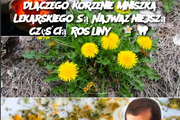 Dlaczego Korzenie Mniszka Lekarskiego Są Najważniejszą Częścią Rośliny?