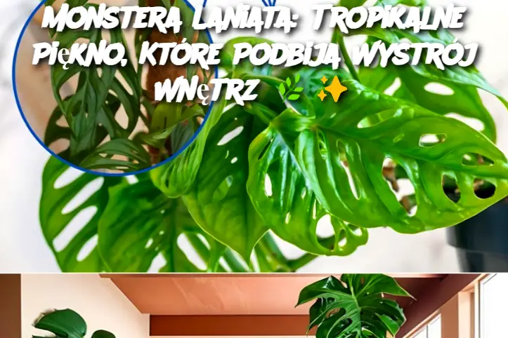 Monstera Laniata: Tropikalne Piękno, Które Podbija Wystrój Wnętrz