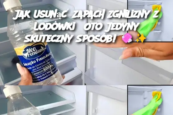 Jak Usunąć Zapach Zgnilizny z Lodówki? Oto Jedyny Skuteczny Sposób!