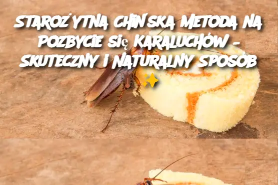 Starożytna Chińska Metoda na Pozbycie się Karaluchów – Skuteczny i Naturalny Sposób