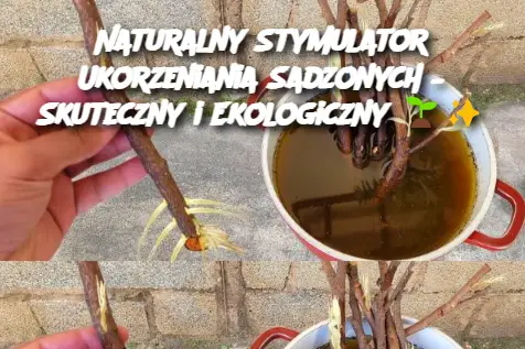 Naturalny Stymulator Ukorzeniania Sadzonych – Skuteczny i Ekologiczny