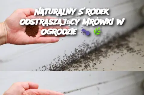 Naturalny Środek Odstraszający Mrówki w Ogrodzie