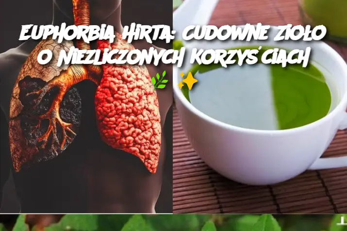 Euphorbia Hirta: Cudowne Zioło o Niezliczonych Korzyściach