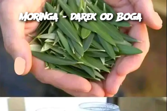 Moringa - Darek od Boga?