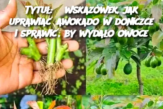 Tytuł: 6 wskazówek, jak uprawiać awokado w doniczce i sprawić, by wydało owoce