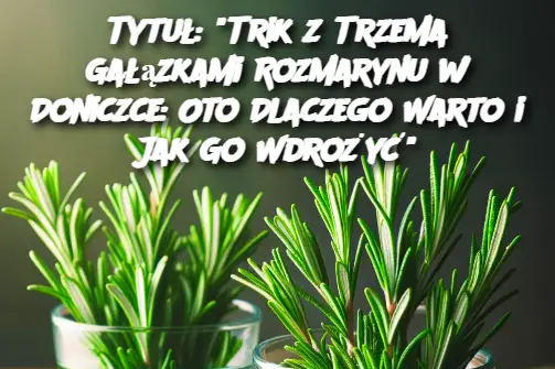 Tytuł: "Trik z Trzema Gałązkami Rozmarynu w Doniczce: Oto Dlaczego Warto i Jak Go Wdrożyć"