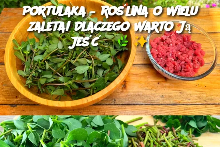 Portulaka – Roślina o Wielu Zaleta! Dlaczego Warto Ją Jeść?