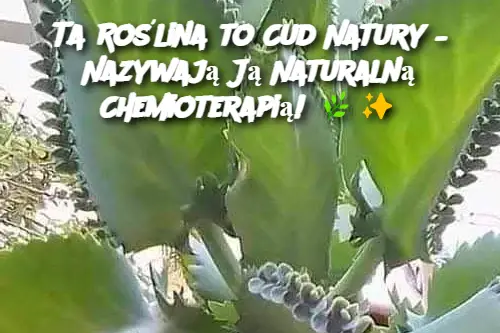 Ta Roślina to Cud Natury – Nazywają Ją Naturalną Chemioterapią!