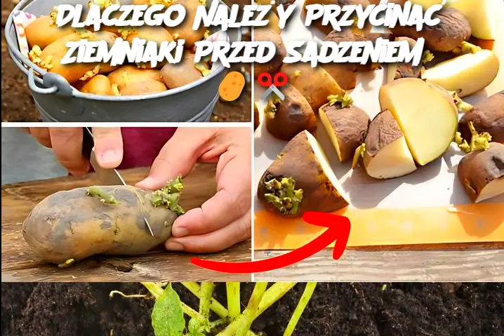 Dlaczego Należy Przycinać Ziemniaki Przed Sadzeniem?