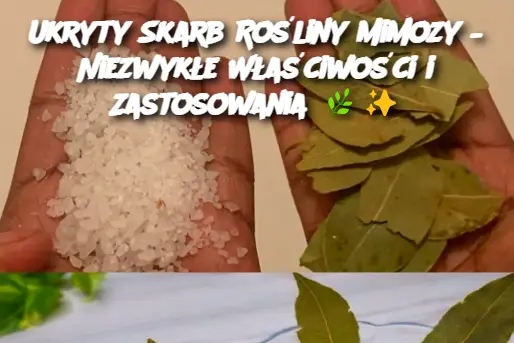 Ukryty Skarb Rośliny Mimozy – Niezwykłe Właściwości i Zastosowania