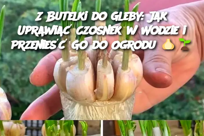 Z Butelki do Gleby: Jak Uprawiać Czosnek w Wodzie i Przenieść Go do Ogrodu