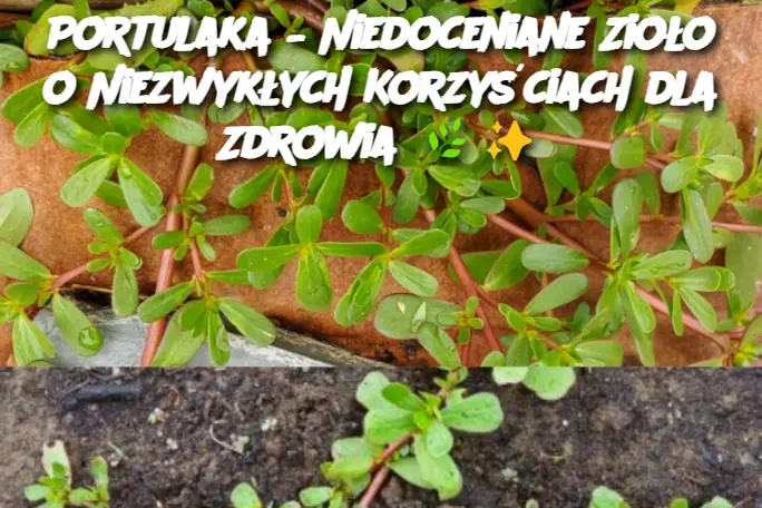 Portulaka – Niedoceniane Zioło o Niezwykłych Korzyściach dla Zdrowia