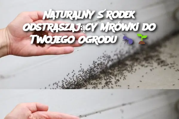 Naturalny Środek Odstraszający Mrówki do Twojego Ogrodu