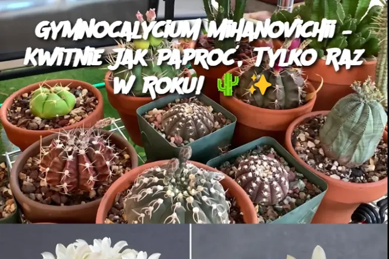 Gymnocalycium mihanovichii – Kwitnie Jak Paproć, Tylko Raz w Roku!