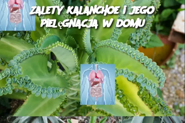 Zalety kalanchoe i jego pielęgnacja w domu