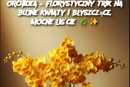 Orchidea – Florystyczny trik na bujne kwiaty i błyszczące, mocne liście