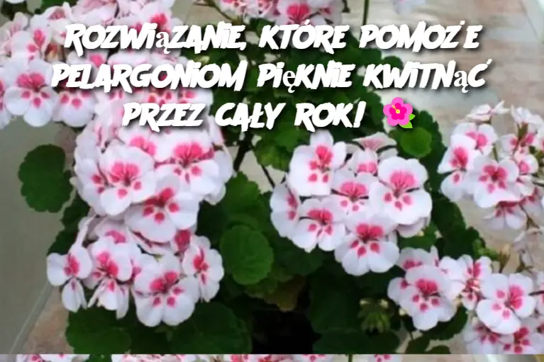 Rozwiązanie, które pomoże pelargoniom pięknie kwitnąć przez cały rok!