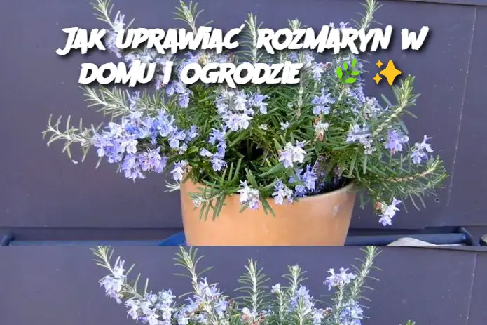 Jak uprawiać rozmaryn w domu i ogrodzie?