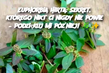 Euphorbia Hirta: Sekret, którego nikt ci nigdy nie powie – Podziękuj mi później!