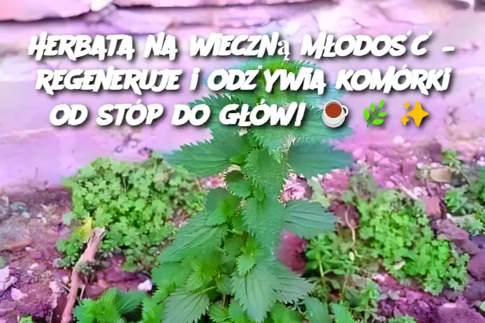 Herbata na wieczną młodość – regeneruje i odżywia komórki od stóp do głów!