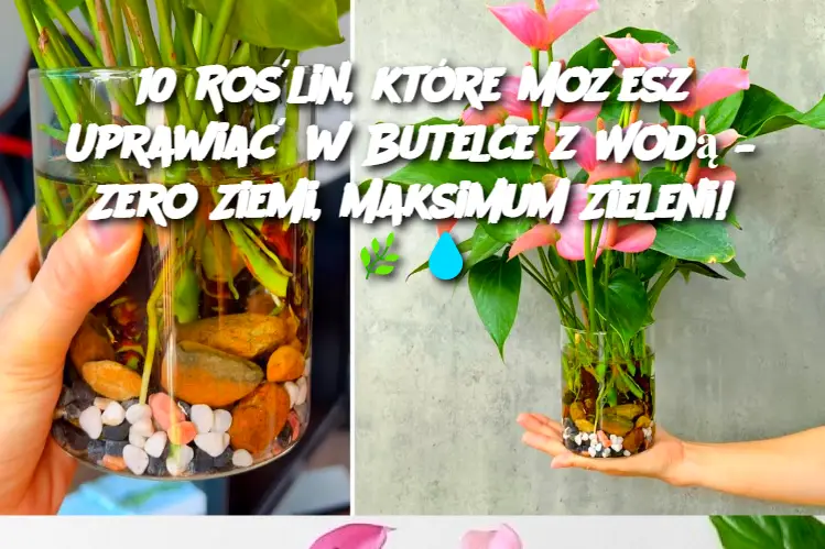 10 Roślin, które Możesz Uprawiać w Butelce z Wodą – Zero Ziemi, Maksimum Zieleni!