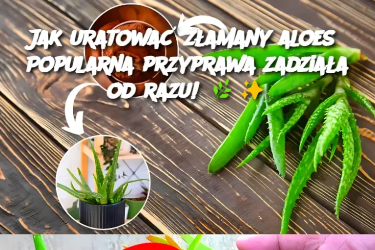 Jak uratować złamany aloes? Popularna przyprawa zadziała od razu!