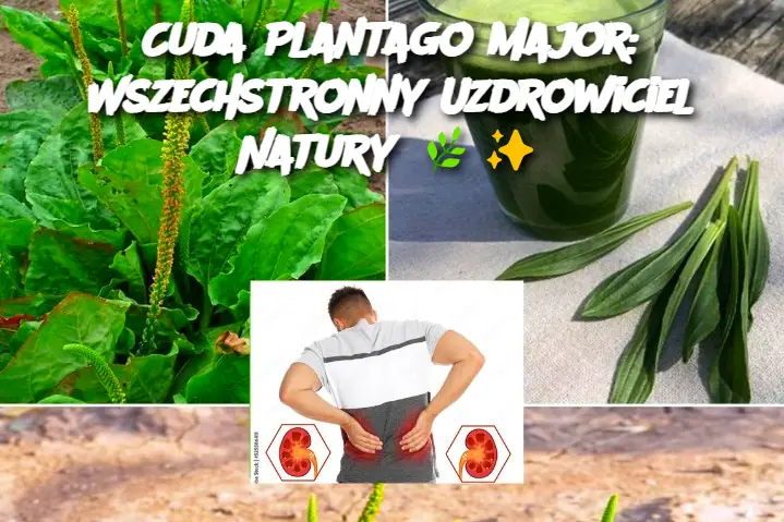 Cuda Plantago Major: Wszechstronny Uzdrowiciel Natury