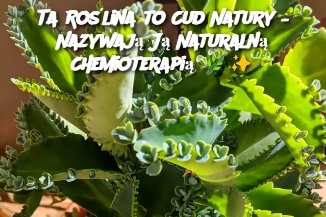 Ta Roślina to Cud Natury – Nazywają Ją Naturalną Chemioterapią