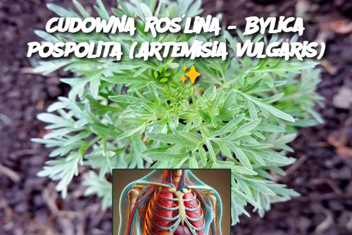 Cudowna Roślina – Bylica Pospolita (Artemisia vulgaris)