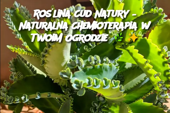 Roślina Cud Natury – Naturalna Chemioterapia w Twoim Ogrodzie