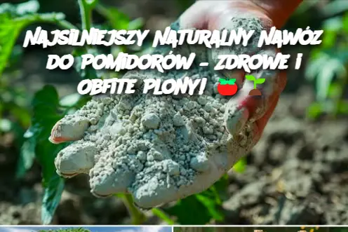 Najsilniejszy Naturalny Nawóz do Pomidorów – Zdrowe i Obfite Plony!