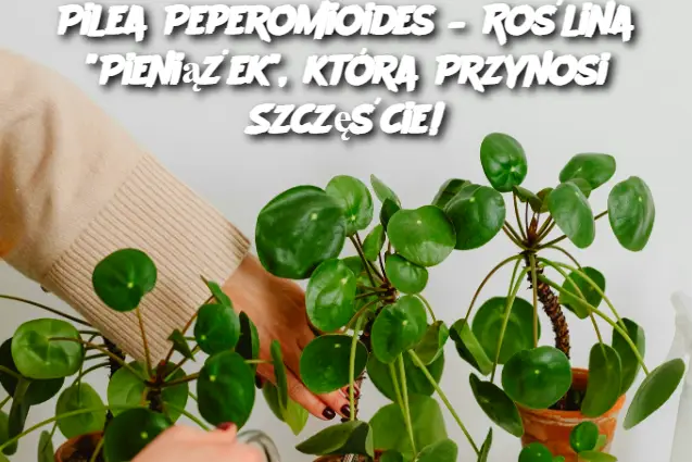 Pilea Peperomioides – Roślina "Pieniążek", która Przynosi Szczęście!