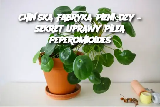 Chińska Fabryka Pieniędzy – Sekret Uprawy Pilea Peperomioides