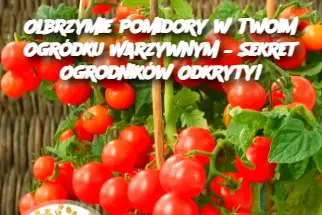 Olbrzymie Pomidory w Twoim Ogródku Warzywnym – Sekret Ogrodników Odkryty!