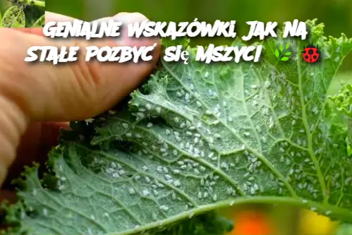 Genialne Wskazówki, Jak na Stałe Pozbyć się Mszyc!