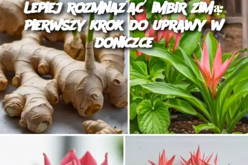 Lepiej rozmnażać imbir zimą: pierwszy krok do uprawy w doniczce