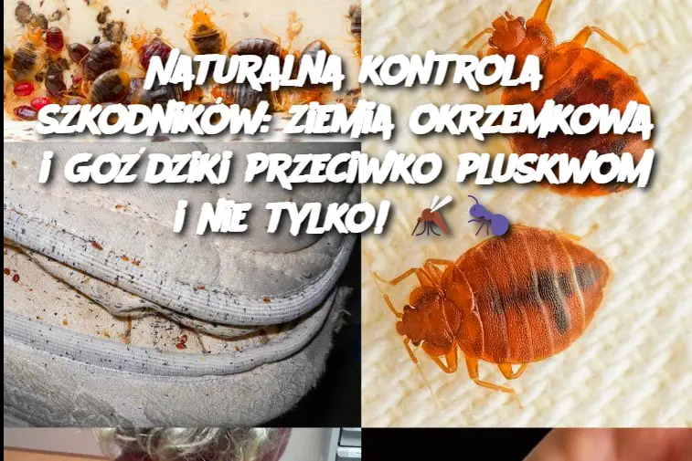 Naturalna kontrola szkodników: ziemia okrzemkowa i goździki przeciwko pluskwom i nie tylko!