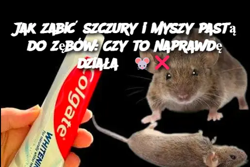 Jak zabić szczury i myszy pastą do zębów: Czy to naprawdę działa?