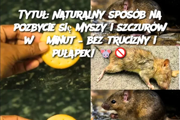 Tytuł: Naturalny sposób na pozbycie się myszy i szczurów w 5 minut – bez trucizny i pułapek!