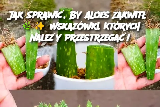 Jak Sprawić, By Aloes Zakwitł?  Wskazówki, Których Należy Przestrzegać!