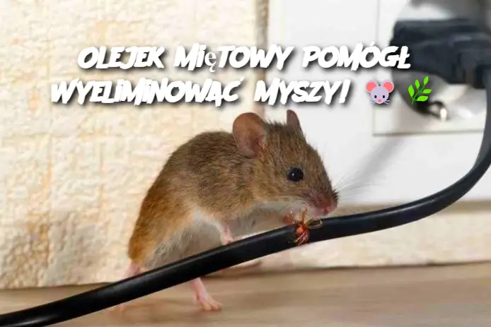 Olejek Miętowy Pomógł Wyeliminować Myszy!