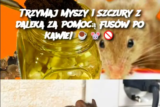 Trzymaj Myszy i Szczury z Daleka za Pomocą Fusów po Kawie!